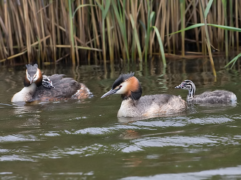 Podiceps cristatus Great Crsted Grebe Fuut